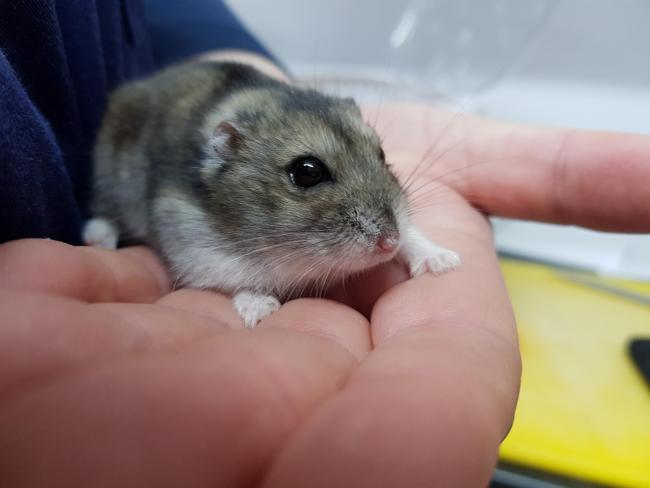 Could You Look After Scooter The Russian Dwarf Hamster Salford City News,Corian Vs Granite Countertops
