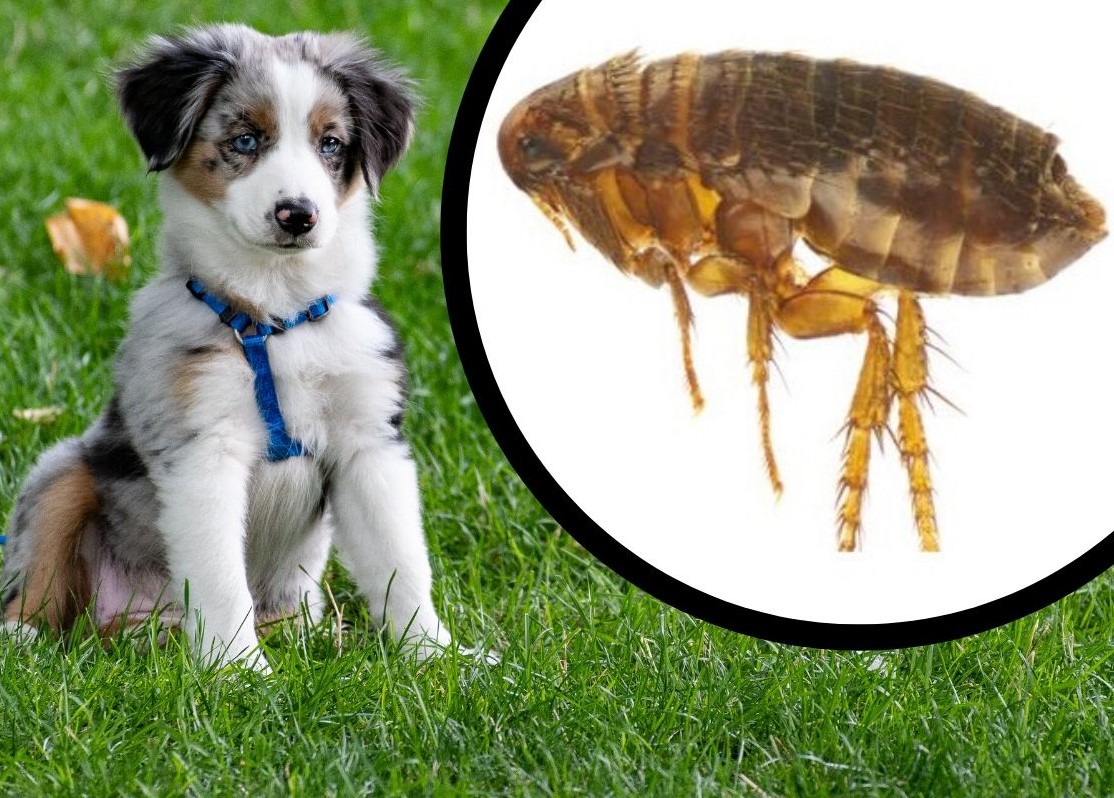 asda flea treatment for dogs